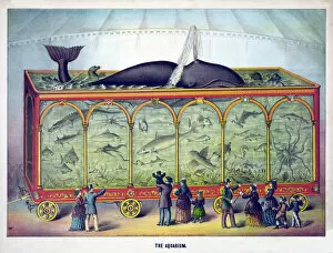 Dolphins Collection: The Aquarium, pub. 1873 (colour litho)