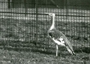 An Arabian bustard standing in its enclosure at London Zoo, 1924 (b/w photo) An Arabian bustard standing in its enclosure at London Zoo, 1924 (b/w photo)
