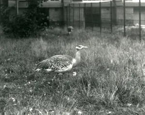 Two Arabian Bustards standing in their enclosure at London Zoo Two Arabian Bustards standing in their enclosure at London Zoo