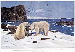 Morse Gallery: Arctic ice ocean with two polar bears, walruses and birds (gulls, alkyons and fools)