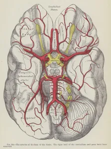 The arteries of the base of the brain (engraving) The arteries of the base of the brain (engraving)