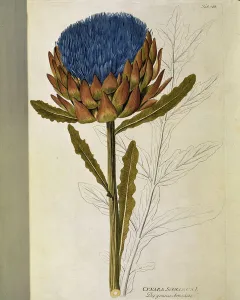 Artichoke (Cynara scolymus), 1788-1803 (engraving) Artichoke (Cynara scolymus), 1788-1803 (engraving)