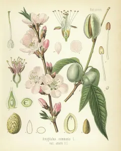 Hermann Adolph Koehler Art Prints: Almond tree, Amygdalus communis