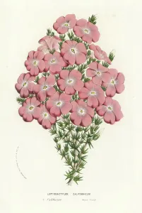 Charles Lemaire Botanicals Prints: California prickly phlox, Leptodactylon californicum