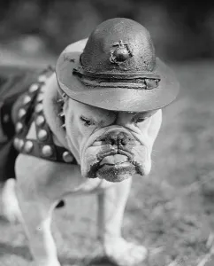 Prints of UIG678833 Marine Corps Mascot Looks Like the Average Drill Instructor 1922 (photo); (add.info) World War I And II Prints: Marine Corps Mascot, Sergeant Jiggs, 1922 Print