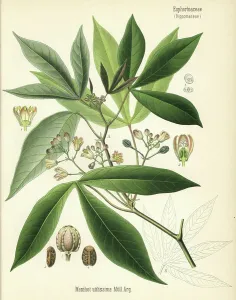 Hermann Adolph Koehler Art Prints: Cassava, cassava or tapioca, Manihot esculenta (Manihot utilissima)