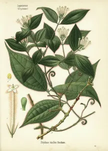 Hermann Adolph Koehler Art Prints: Curare, Strychnos toxifera