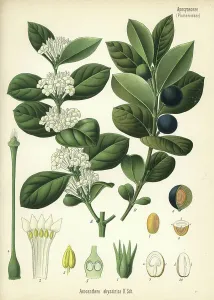 Hermann Adolph Koehler Art Prints: Mupta or mptah, Acokanthera schimperi (Acocanthera abyssinica)
