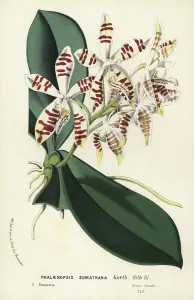 Charles Lemaire Botanicals Prints: Sumatra phalaenopsis orchid, Phalaenopsis sumatrana