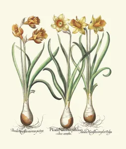 Antique Botanical Prints For Sale Prints: Yellow-flowering Trumpet Daffodils (print)