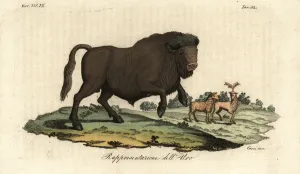 Giulio Ferrario Costume Book Prints: Extinct bull aurochs, Bos primigenius (handcoloured copperplate engraving)