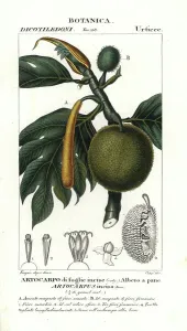 Handcoloured Copperplate Stipple Engraving Prints: Breadfruit