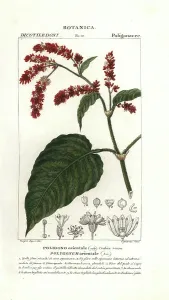 Handcoloured Copperplate Stipple Engraving Prints: Princess feather plant, Persicaria orientalis