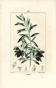 Pierre Jean Francois Turpin Artist Prints: Olivier - Olive tree, Olea europaea