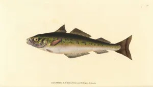 Coalfish or Saithe Print, 1802-1808