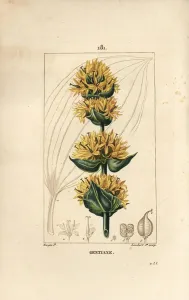 Pierre Jean Francois Turpin Artist Prints: Yellow Gentian or Great Gentian - Gentian