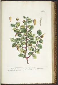 Antique Botanical Prints For Sale Prints: Plate 186, from A Curious Herbal, 1737 (coloured engraving)