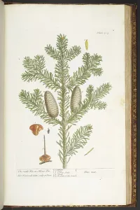 Antique Botanical Prints For Sale Prints: Plate 203, from A Curious Herbal, 1737 (coloured engraving)