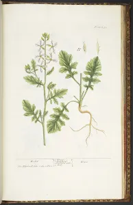Antique Botanical Prints For Sale Prints: Plate 242, from A Curious Herbal, 1737 (coloured engraving)