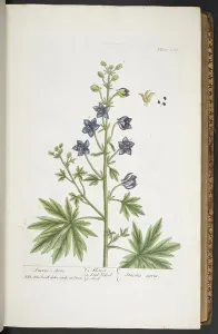 Antique Botanical Prints For Sale Prints: Plate 265, from A Curious Herbal, 1737 (coloured engraving)