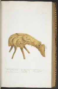 Antique Botanical Prints For Sale Prints: Plate 360, from A Curious Herbal, 1737 (coloured engraving)