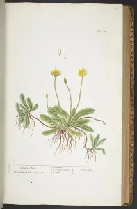 Antique Botanical Prints For Sale Prints: Plate 365, from A Curious Herbal, 1737 (coloured engraving)