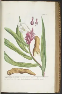 Antique Botanical Prints For Sale Prints: Plate 394, from A Curious Herbal, 1737 (coloured engraving)