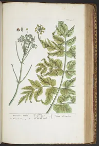 Antique Botanical Prints For Sale Prints: Plate 434, from A Curious Herbal, 1737 (coloured engraving)