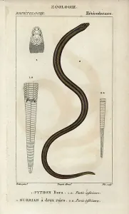 Copperplate Stipple Engraving Prints: Indian python, python bora, Python molurus