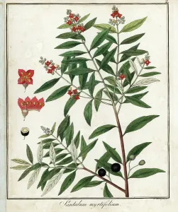 Myrtle-leaved Santalini Lithograph Print, 1822