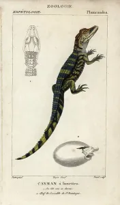Handcoloured Copperplate Stipple Engraving Prints: Spectacled caiman, cayman has glasses