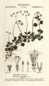 Twinflower, Linnaea borealis Print (19th century)