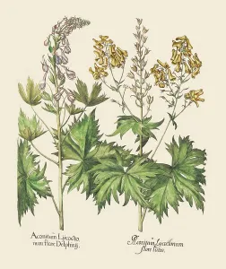 Antique Botanical Prints For Sale Prints: Various Monkshood Species (print)