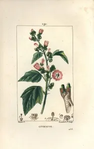 Pierre Jean Francois Turpin Artist Prints: Marshmallow, Wild Marshmallow or White Mallow - Marsh mallow