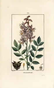 Pierre Jean Francois Turpin Artist Prints: White dictamnus albus, showing flowers