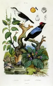 Antique Botanical Prints For Sale Prints: Botanical and zoological illustration by F