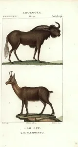 Handcoloured Copperplate Stipple Engraving Prints: Black wildebeest and chamoi