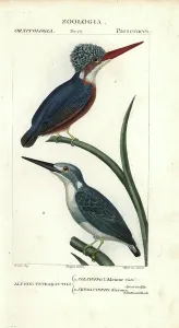 Handcoloured Copperplate Stipple Engraving Prints: Malachite kingfisher, Alcedo cristata, and Cerulean kingfisher, Alcedo coerulescens