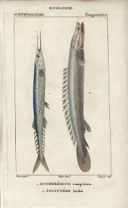 Antique Natural Science Prints: Atlantic saury, scombresoce camperien