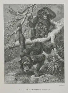 Prints of BL3314104 The Chimpanzee by Wallace, Alfred Russel (1823-1913); British Library, London, UK; (add.info.: The Geographical Distribution of Animals) Related Prints: The Chimpanzee by Alfred Russel Wallace, Fine Art Print