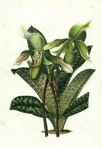 Charles Lemaire Botanicals Prints: Java paphiopedilum orchid, Paphiopedilum javanicum (Cypripedium javanicum)