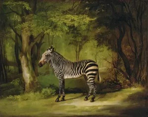 Print of a Zebra in 1763 oil on canvas