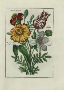 Antique Botanical Prints: Bouquet of tanaisies, tulip and anemone - Lithography attributed to Paul Theodor van Brussel (1754-1795)