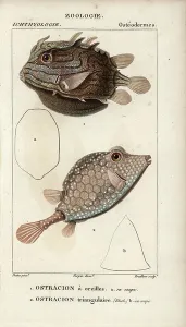 Handcoloured Copperplate Stipple Engraving Prints: Shaw's cowfish, Ostracion a ears