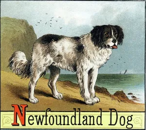 Newfoundland Dog Chromolithograph Print, 1887