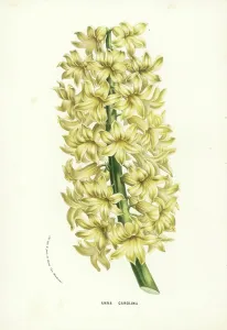 Charles Lemaire Botanicals Prints: Hyacinth variety, Anna Carolina