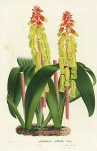 Charles Lemaire Botanicals Prints: Opal flower, Lachenalia aloides var