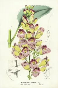 Charles Lemaire Botanicals Prints: Palmer's penstemon, Penstemon palmeri (Pentstemon palmeri)