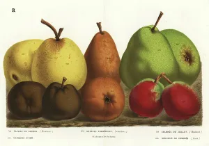 Charles Lemaire Botanicals Prints: Pear varieties, Pyrus communis: Olivier de Serres