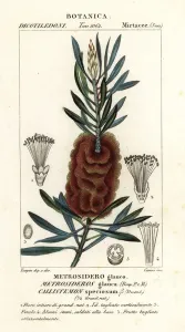 Handcoloured Copperplate Stipple Engraving Prints: Albany bottlebrush, Callistemon speciosus